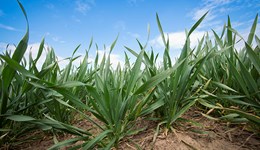 Cereal disease management: prevent, detect, control